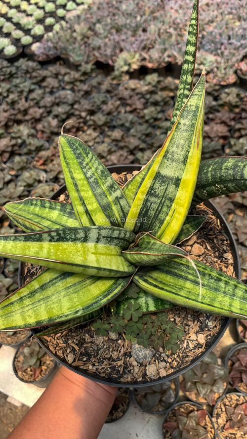 Sansevieria Fischeri Black Variegated Pot 15 Cm, real gallery image #5 plants. Picture taken directly from kaktus.id community Sansevieria farmer green houses.