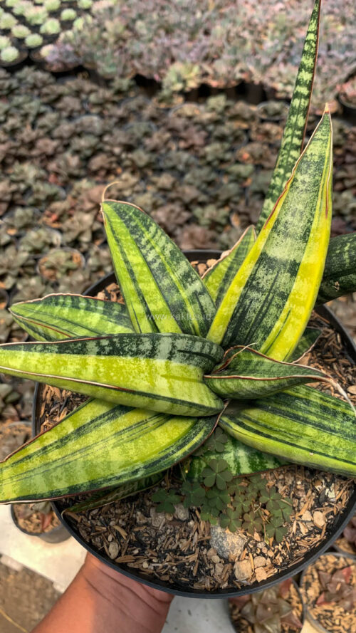 Sansevieria Fischeri Black Variegated Pot 15 Cm, real gallery image #3 plants. Picture taken directly from kaktus.id community Sansevieria farmer green houses.