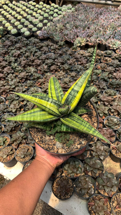 Sansevieria Fischeri Black Variegated Pot 15 Cm, real gallery image #4 plants. Picture taken directly from kaktus.id community Sansevieria farmer green houses.