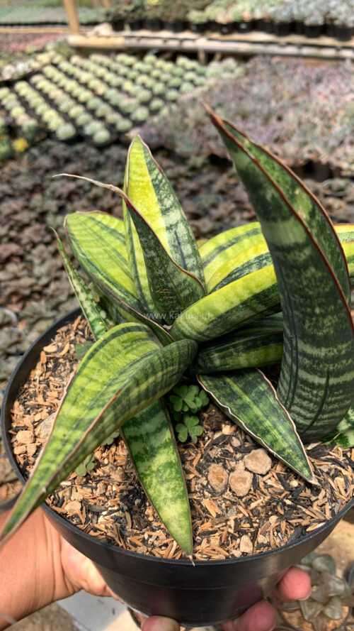 Sansevieria Fischeri Black Variegated Pot 15 Cm, real gallery image #2 plants. Picture taken directly from kaktus.id community Sansevieria farmer green houses.
