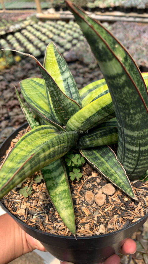 Sansevieria Fischeri Black Variegated Pot 15 Cm, real gallery image #1 plants. Picture taken directly from kaktus.id community Sansevieria farmer green houses.