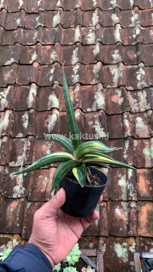 Sansevieria Downsi Chahinian Variegated, real gallery image #10 plants. Picture taken directly from kaktus.id community Sansevieria farmer green houses.