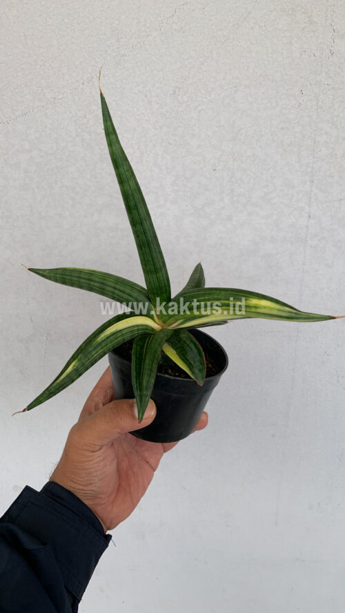 Sansevieria Downsi Chahinian Variegated, real gallery image #1 plants. Picture taken directly from kaktus.id community Sansevieria farmer green houses.