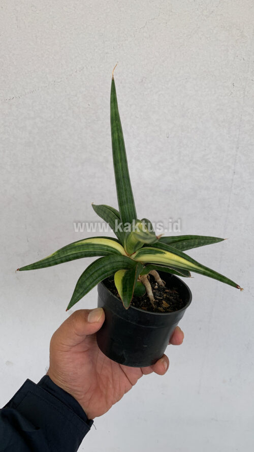 Sansevieria Downsi Chahinian Variegated, real gallery image #7 plants. Picture taken directly from kaktus.id community Sansevieria farmer green houses.