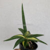 Sansevieria Downsi Chahinian Variegated, real feature image plant. Picture taken directly from kaktus.id community Sansevieria farmer green houses.