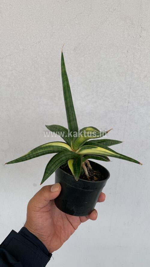 Sansevieria Downsi Chahinian Variegated, real gallery image #8 plants. Picture taken directly from kaktus.id community Sansevieria farmer green houses.