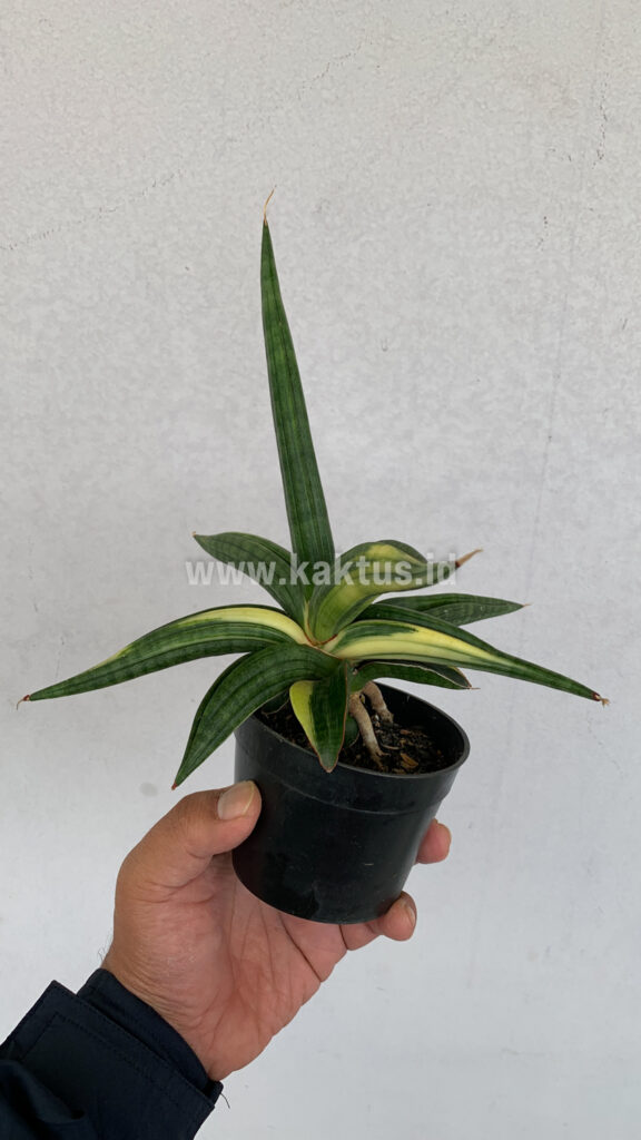 kaktus.id