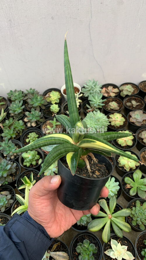 Sansevieria Downsi Chahinian Variegated, real gallery image #9 plants. Picture taken directly from kaktus.id community Sansevieria farmer green houses.