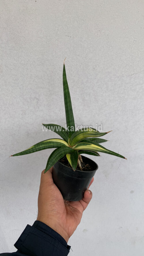 Sansevieria Downsi Chahinian Variegated, real gallery image #2 plants. Picture taken directly from kaktus.id community Sansevieria farmer green houses.