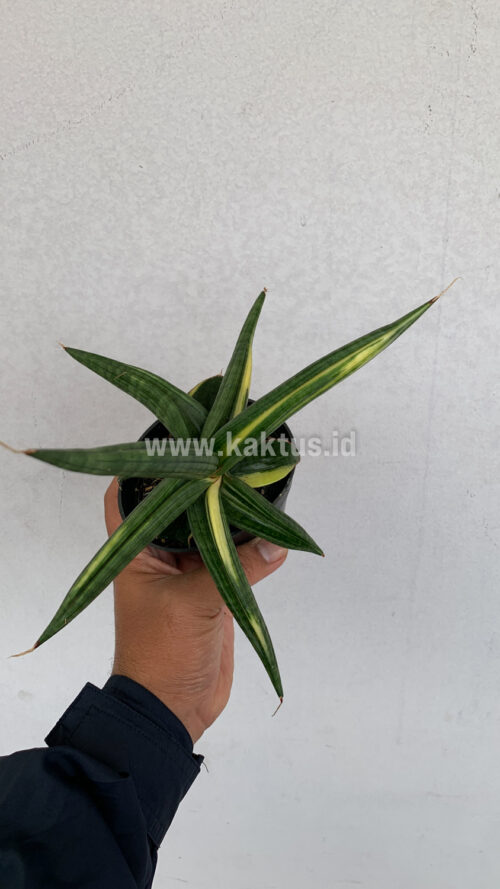 Sansevieria Downsi Chahinian Variegated, real gallery image #3 plants. Picture taken directly from kaktus.id community Sansevieria farmer green houses.