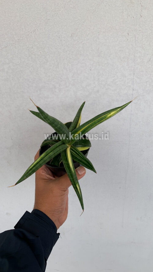 Sansevieria Downsi Chahinian Variegated, real gallery image #4 plants. Picture taken directly from kaktus.id community Sansevieria farmer green houses.