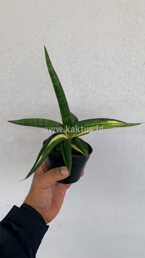 Sansevieria Downsi Chahinian Variegated, real gallery image #5 plants. Picture taken directly from kaktus.id community Sansevieria farmer green houses.