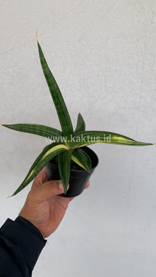 Sansevieria Downsi Chahinian Variegated, real gallery image #6 plants. Picture taken directly from kaktus.id community Sansevieria farmer green houses.