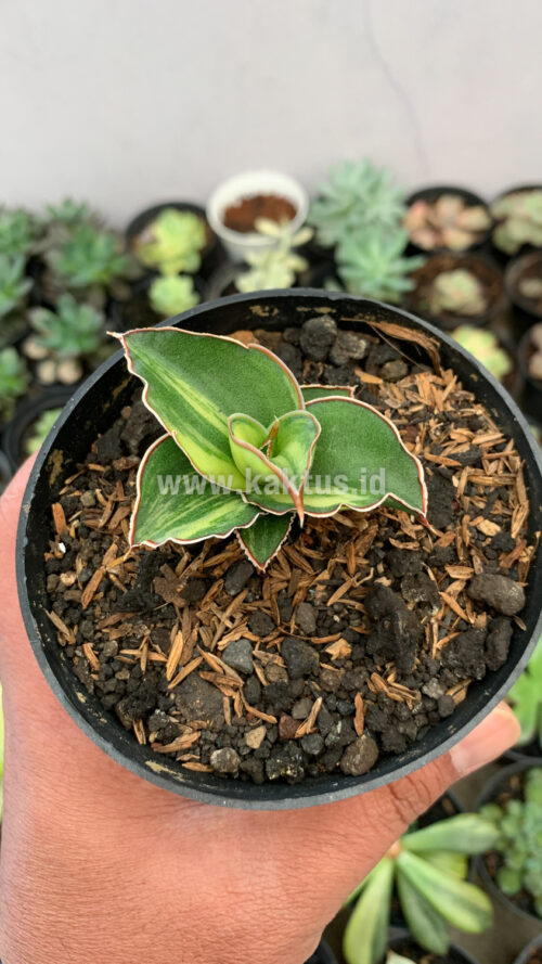 Sansevieria Blue Leaf Variegated, real gallery image #19 plants. Picture taken directly from kaktus.id community Sansevieria farmer green houses.