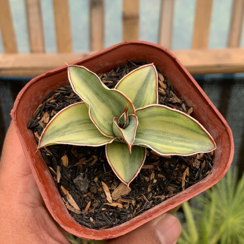 Sansevieria Blue Leaf Variegated, real gallery image #8 plants. Picture taken directly from kaktus.id community Sansevieria farmer green houses.