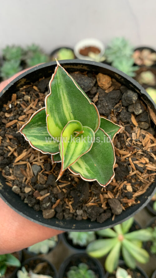 Sansevieria Blue Leaf Variegated, real gallery image #18 plants. Picture taken directly from kaktus.id community Sansevieria farmer green houses.