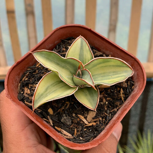 Sansevieria Blue Leaf Variegated, real gallery image #5 plants. Picture taken directly from kaktus.id community Sansevieria farmer green houses.