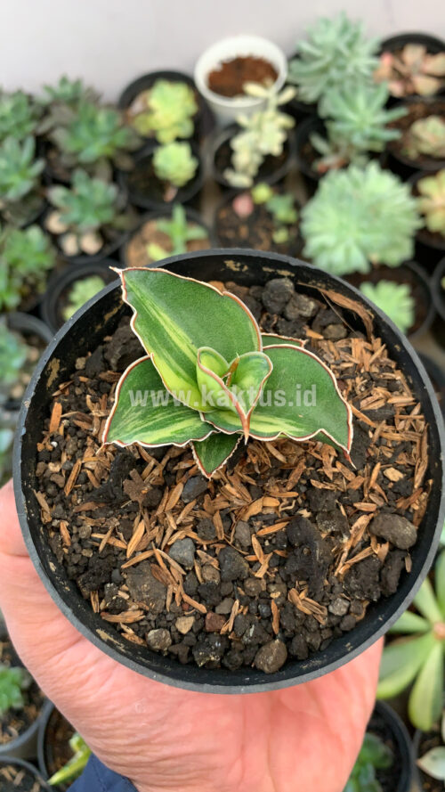 Sansevieria Blue Leaf Variegated, real gallery image #16 plants. Picture taken directly from kaktus.id community Sansevieria farmer green houses.