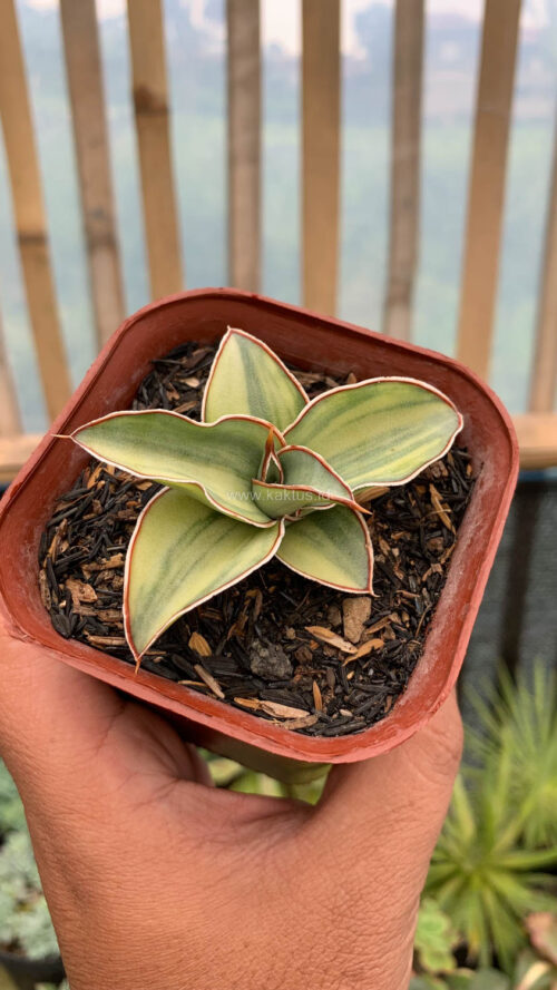 Sansevieria Blue Leaf Variegated, real gallery image #3 plants. Picture taken directly from kaktus.id community Sansevieria farmer green houses.