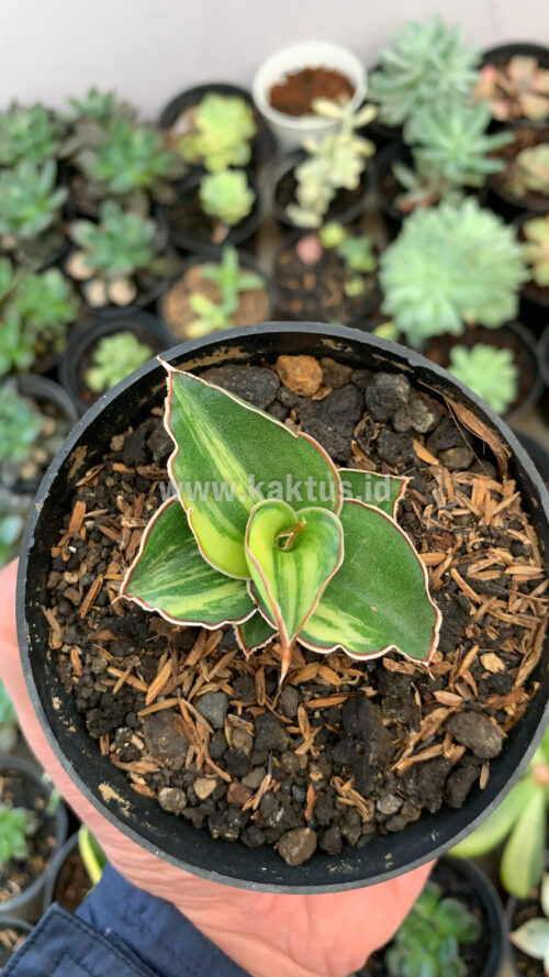 Sansevieria Blue Leaf Variegated, real gallery image #15 plants. Picture taken directly from kaktus.id community Sansevieria farmer green houses.