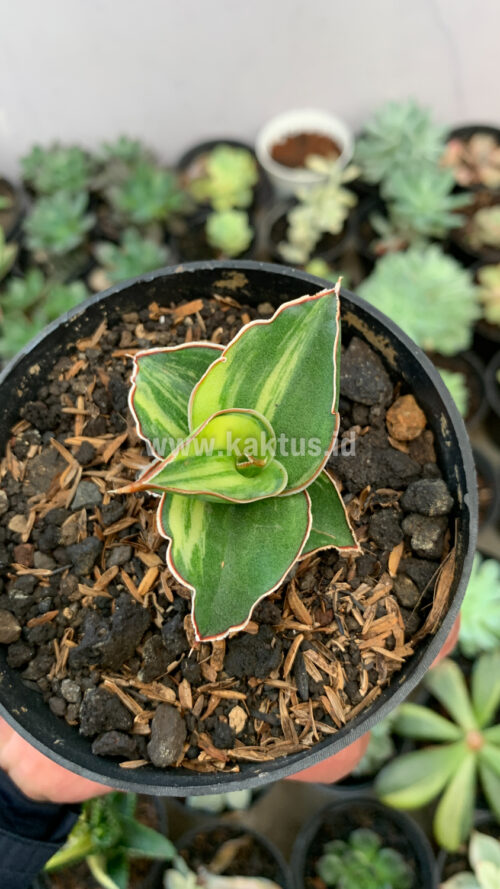 Sansevieria Blue Leaf Variegated, real gallery image #13 plants. Picture taken directly from kaktus.id community Sansevieria farmer green houses.