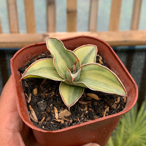 Sansevieria Blue Leaf Variegated, real gallery image #17 plants. Picture taken directly from kaktus.id community Sansevieria farmer green houses.