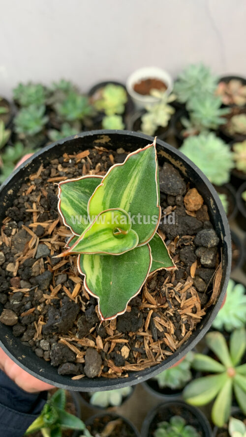 Sansevieria Blue Leaf Variegated, real gallery image #11 plants. Picture taken directly from kaktus.id community Sansevieria farmer green houses.