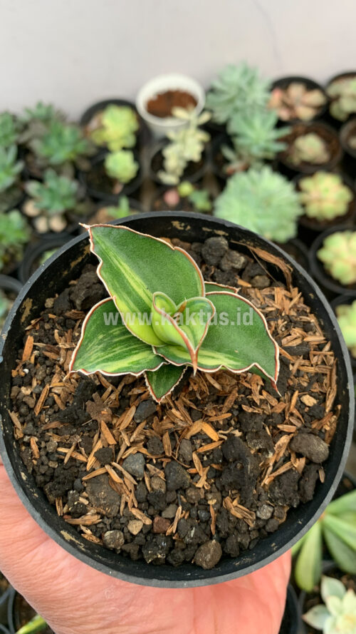 Sansevieria Blue Leaf Variegated, real gallery image #9 plants. Picture taken directly from kaktus.id community Sansevieria farmer green houses.