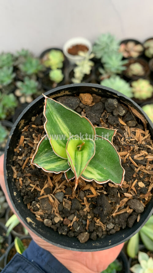 Sansevieria Blue Leaf Variegated, real gallery image #1 plants. Picture taken directly from kaktus.id community Sansevieria farmer green houses.