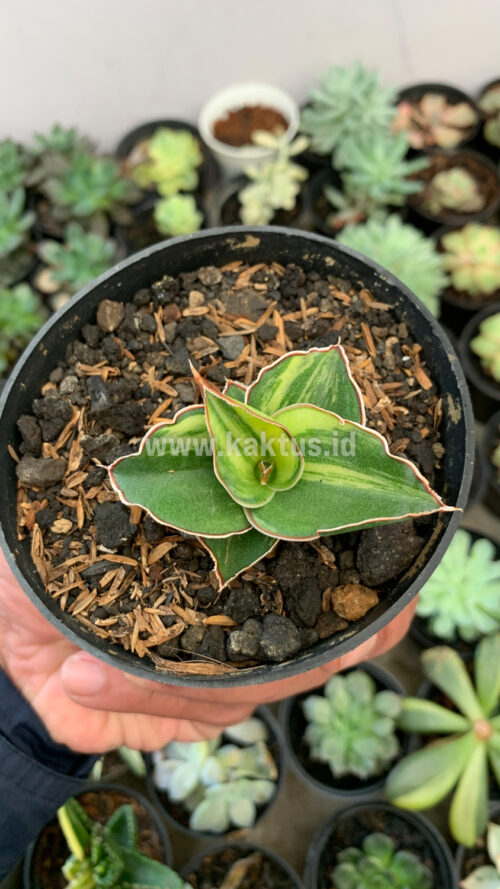 Sansevieria Blue Leaf Variegated, real gallery image #7 plants. Picture taken directly from kaktus.id community Sansevieria farmer green houses.