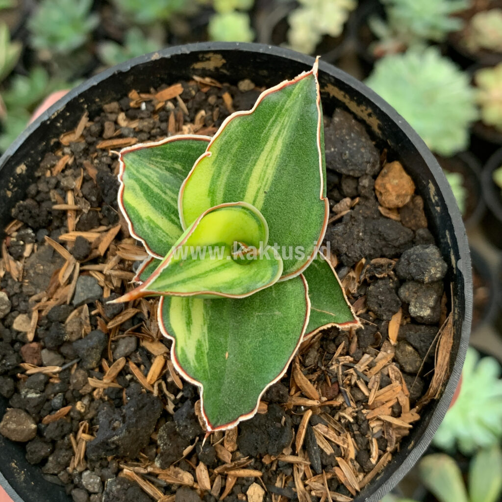 kaktus.id