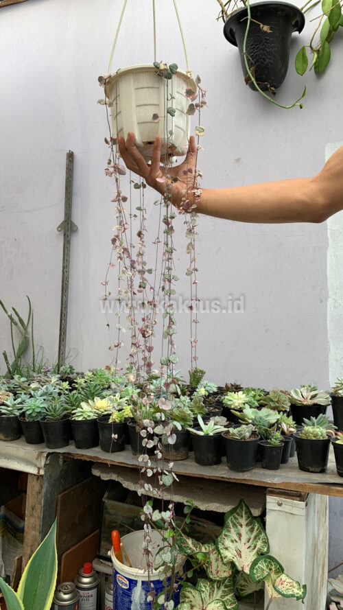 Ceropegia Woodii Pink Variegated 'String of Hearts' Super Long, real gallery image #12 plants. Picture taken directly from kaktus.id community Ceropegia farmer green houses.