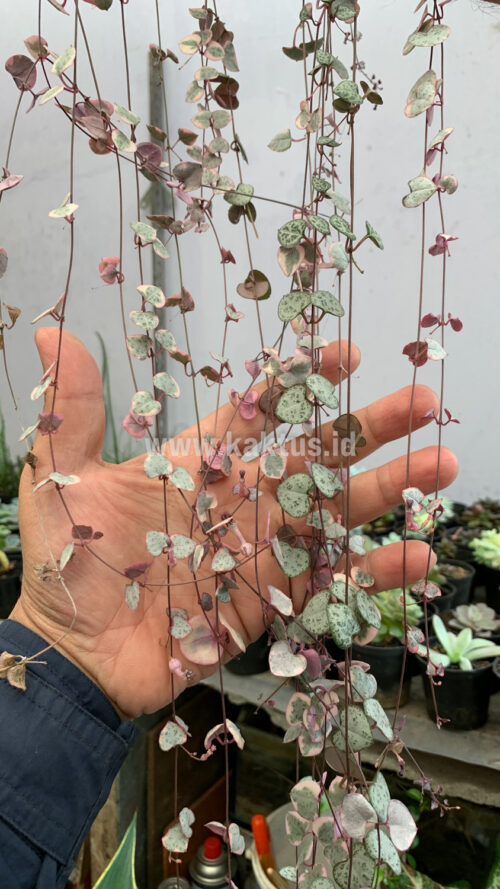 Ceropegia Woodii Pink Variegated 'String of Hearts' Super Long, real gallery image #3 plants. Picture taken directly from kaktus.id community Ceropegia farmer green houses.