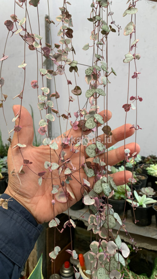 Ceropegia Woodii Pink Variegated 'String of Hearts' Super Long, real gallery image #2 plants. Picture taken directly from kaktus.id community Ceropegia farmer green houses.