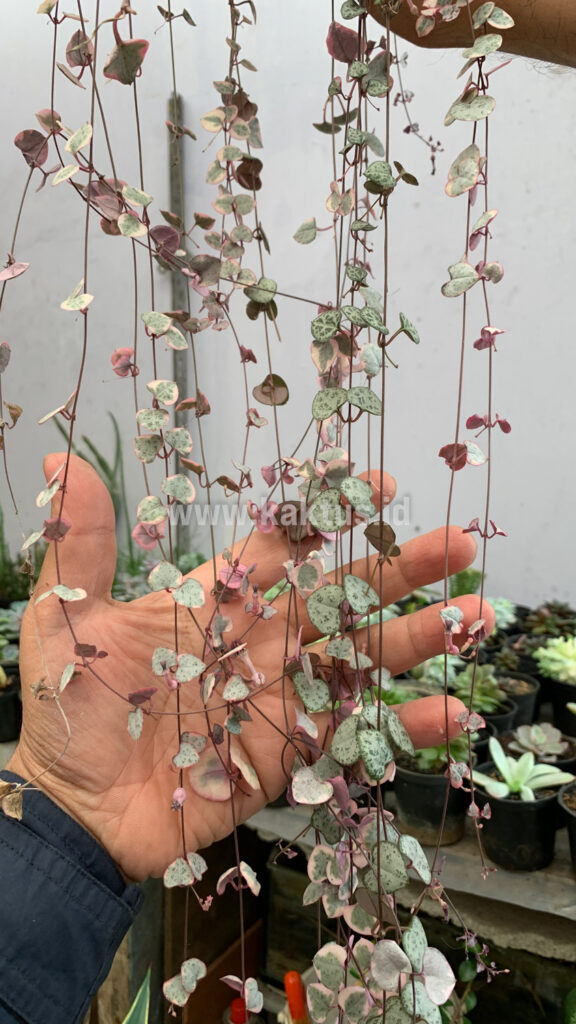 kaktus.id