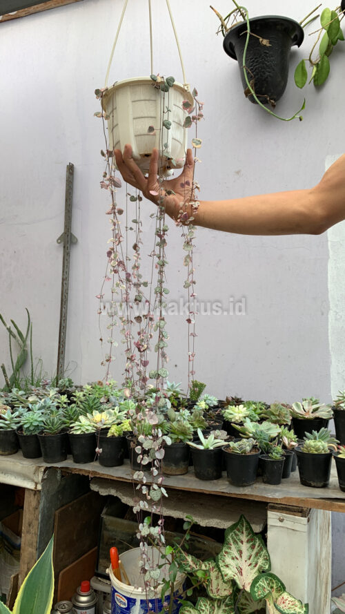 Ceropegia Woodii Pink Variegated 'String of Hearts' Super Long, real gallery image #11 plants. Picture taken directly from kaktus.id community Ceropegia farmer green houses.