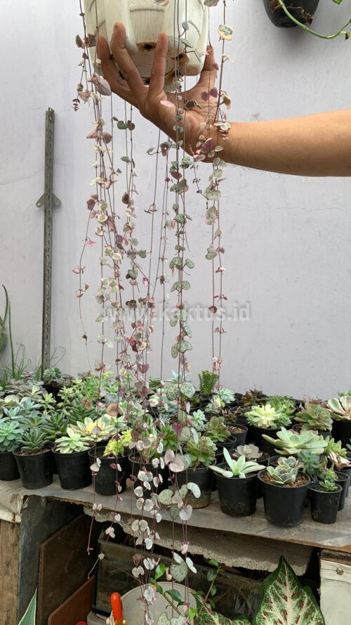 Ceropegia Woodii Pink Variegated 'String of Hearts' Super Long, real gallery image #10 plants. Picture taken directly from kaktus.id community Ceropegia farmer green houses.