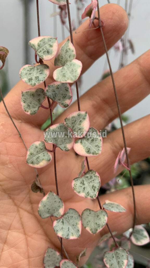 kaktus.id