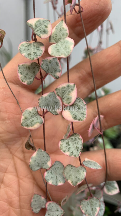 Ceropegia Woodii Pink Variegated 'String of Hearts' Super Long, real gallery image #7 plants. Picture taken directly from kaktus.id community Ceropegia farmer green houses.