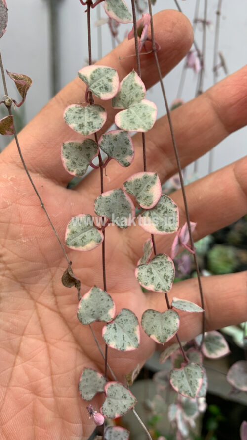 Ceropegia Woodii Pink Variegated 'String of Hearts' Super Long, real gallery image #6 plants. Picture taken directly from kaktus.id community Ceropegia farmer green houses.