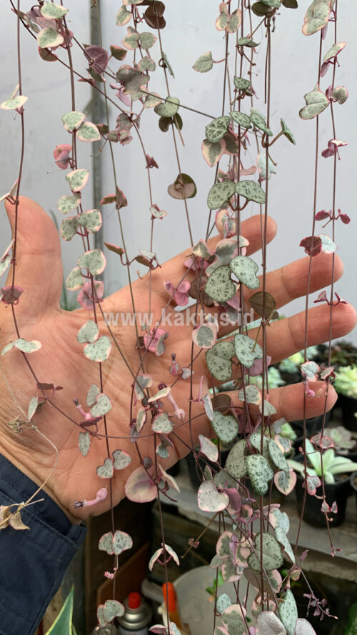 Ceropegia Woodii Pink Variegated 'String of Hearts' Super Long, real gallery image #5 plants. Picture taken directly from kaktus.id community Ceropegia farmer green houses.