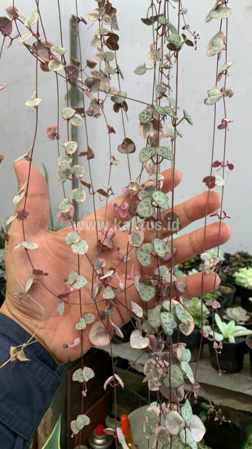 Ceropegia Woodii Pink Variegated 'String of Hearts' Super Long, real gallery image #4 plants. Picture taken directly from kaktus.id community Ceropegia farmer green houses.
