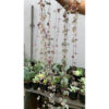 Ceropegia Woodii Pink Variegated 'String of Hearts' Super Long, real feature image plant. Picture taken directly from kaktus.id community Ceropegia farmer green houses.