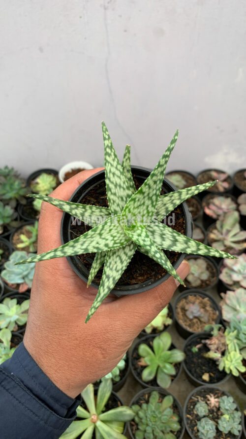 Aloe White Beauty, real gallery image #5 plants. Picture taken directly from kaktus.id community Aloe farmer green houses.