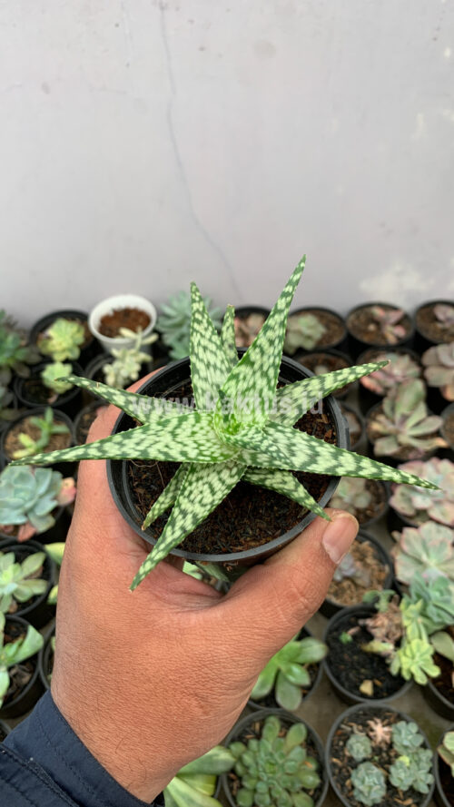 Aloe White Beauty, real gallery image #4 plants. Picture taken directly from kaktus.id community Aloe farmer green houses.