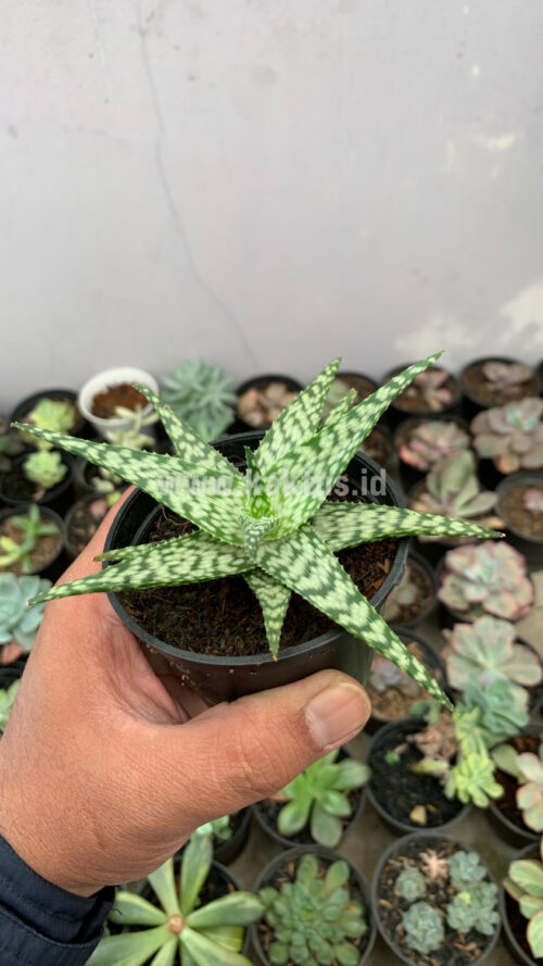 Aloe White Beauty, real gallery image #3 plants. Picture taken directly from kaktus.id community Aloe farmer green houses.