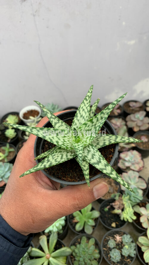 Aloe White Beauty, real gallery image #2 plants. Picture taken directly from kaktus.id community Aloe farmer green houses.