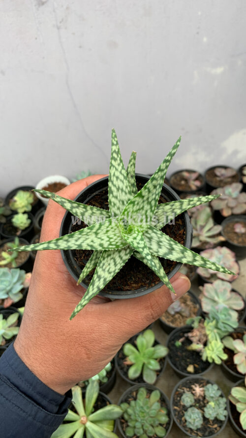 Aloe White Beauty, real gallery image #1 plants. Picture taken directly from kaktus.id community Aloe farmer green houses.