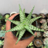 Aloe White Beauty, real feature image plant. Picture taken directly from kaktus.id community Aloe farmer green houses.