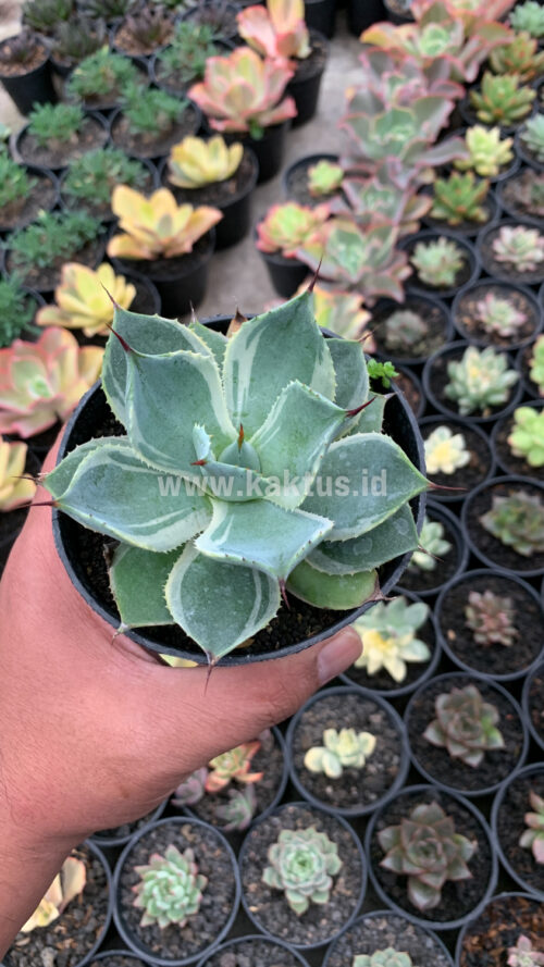 Agave Potatorum Tradewinds, real gallery image #8 plants. Picture taken directly from kaktus.id community Agave farmer green houses.